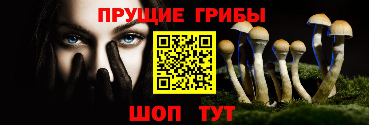 Псилоцибиновые грибы Psilocybe  Вход с VPN  Вязьма  где купить наркоту  Псилоцибиновые грибы мухоморы 